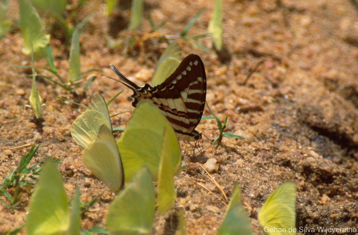 Graphium nomius Esper, 1784